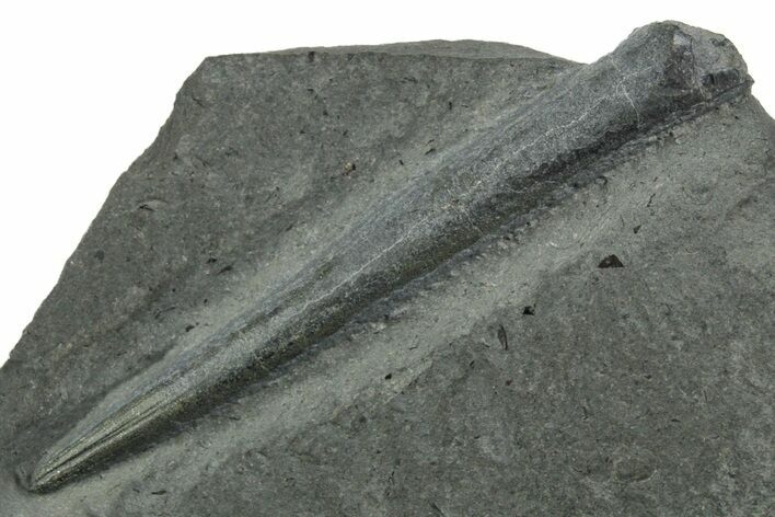 Fossil Belemnite (Youngibelus) Rostrum - Germany #354201